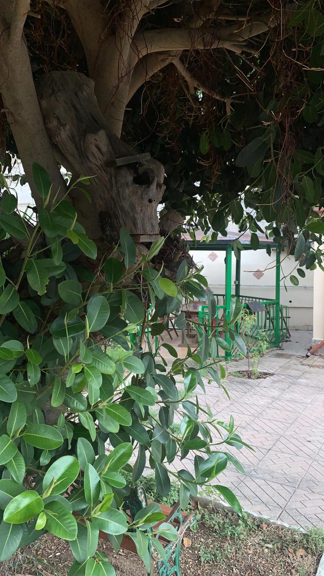 B&B Civitavecchia La Casetta Con Giardino Buitenkant foto